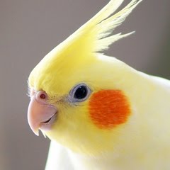 例の問題ライブ、これにて完結。